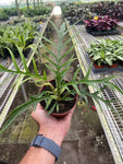Philodendron Tortum