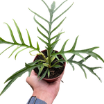 Philodendron Tortum