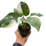 Philodendron White Princess