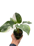 Philodendron White Princess