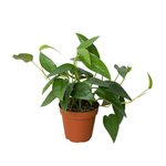 Cebu Blue Pothos