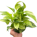 Pothos Neon Queen