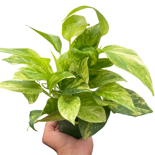 Pothos Neon Queen