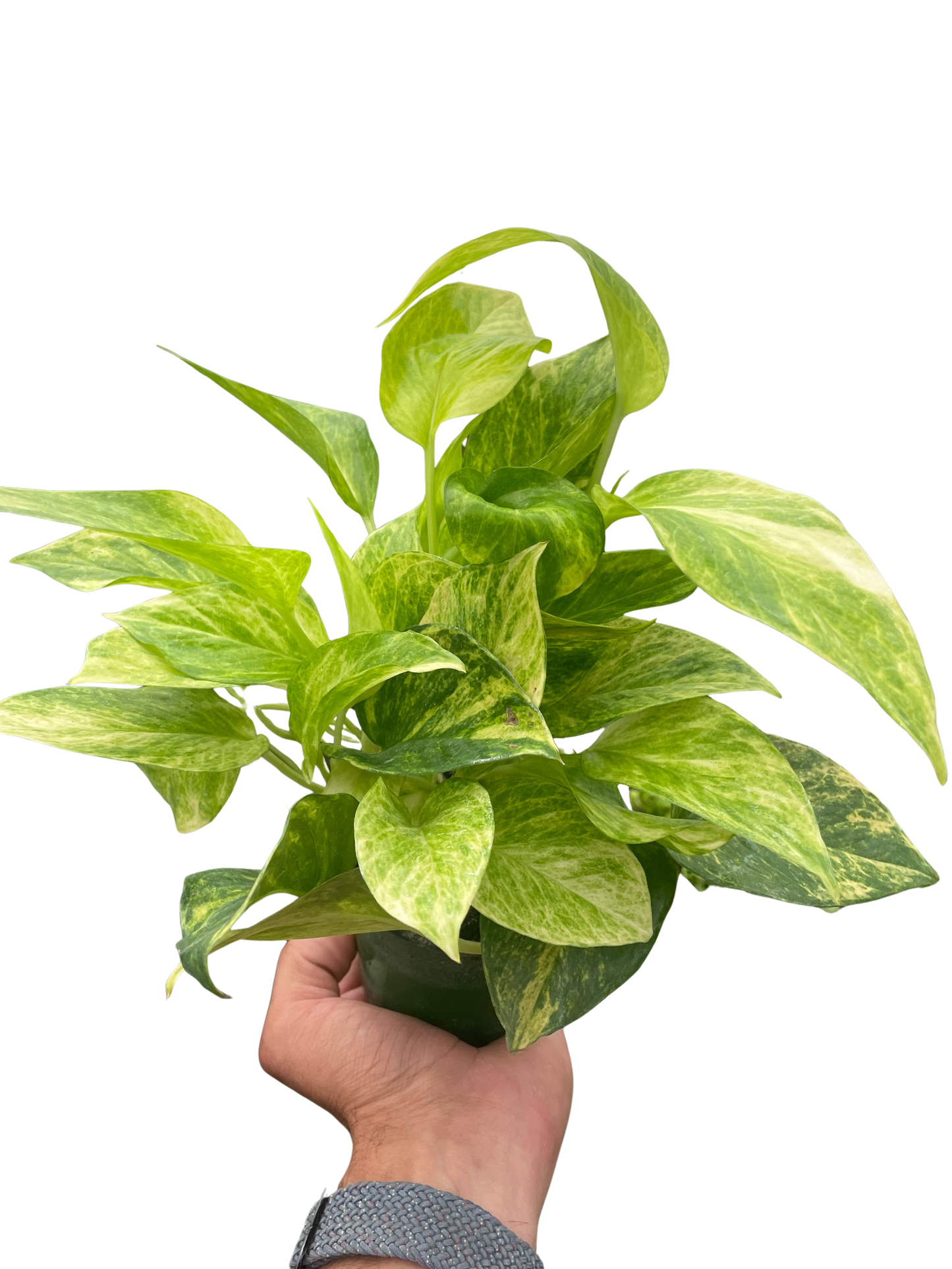 Pothos Neon Queen