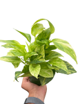 Pothos Neon Queen
