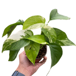 Pothos 'Albo Variegata'