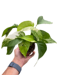 Pothos 'Albo Variegata'