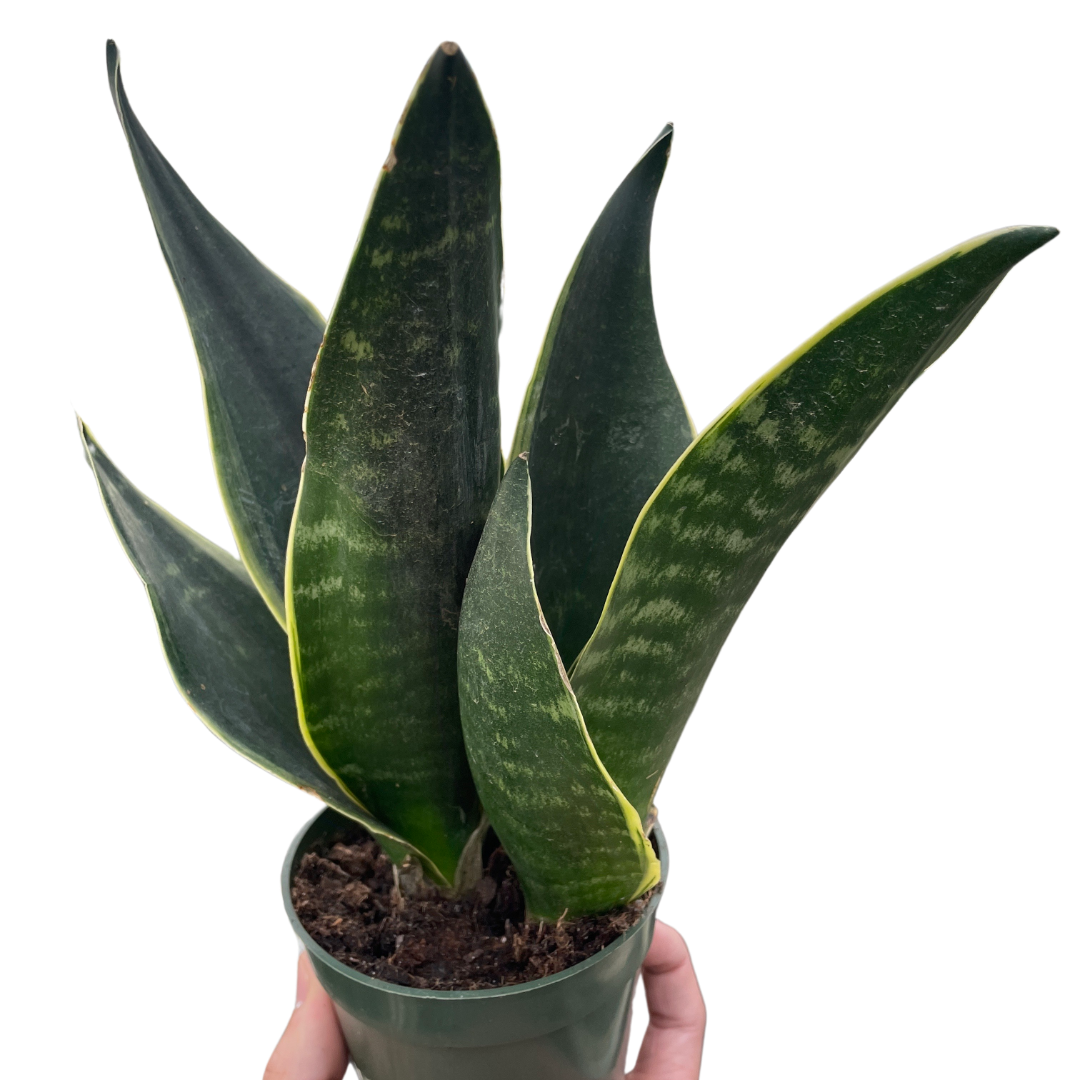 Snake Fabi Plant
