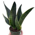 Snake Fabi Plant