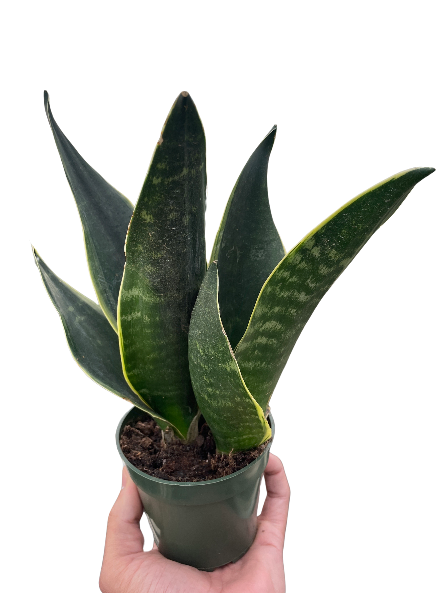 Snake Fabi Plant