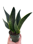 Snake Fabi Plant