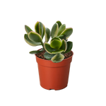 Succulent Crassula Jade Variegated