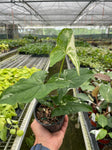 Syngonium 'Albo Variegata'