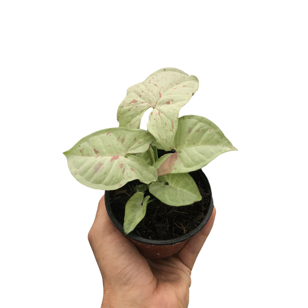 Syngonium Milk Confetti