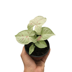 Syngonium Milk Confetti