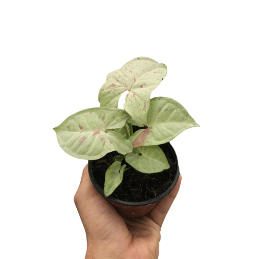 Syngonium Milk Confetti