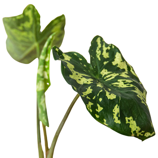 Alocasia Hilo Beauty