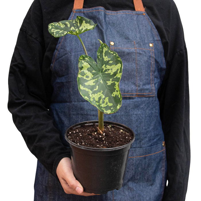 Alocasia Hilo Beauty