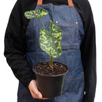 Alocasia Hilo Beauty