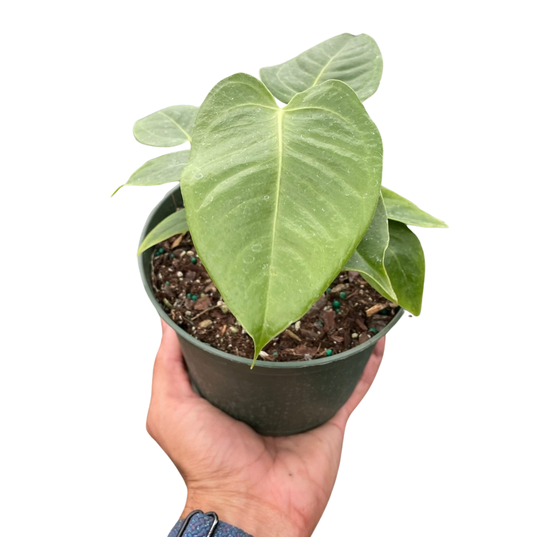 Anthurium Veitchii