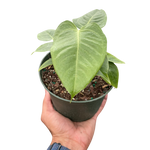 Anthurium Veitchii