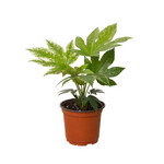 Fatsia Spider's Web