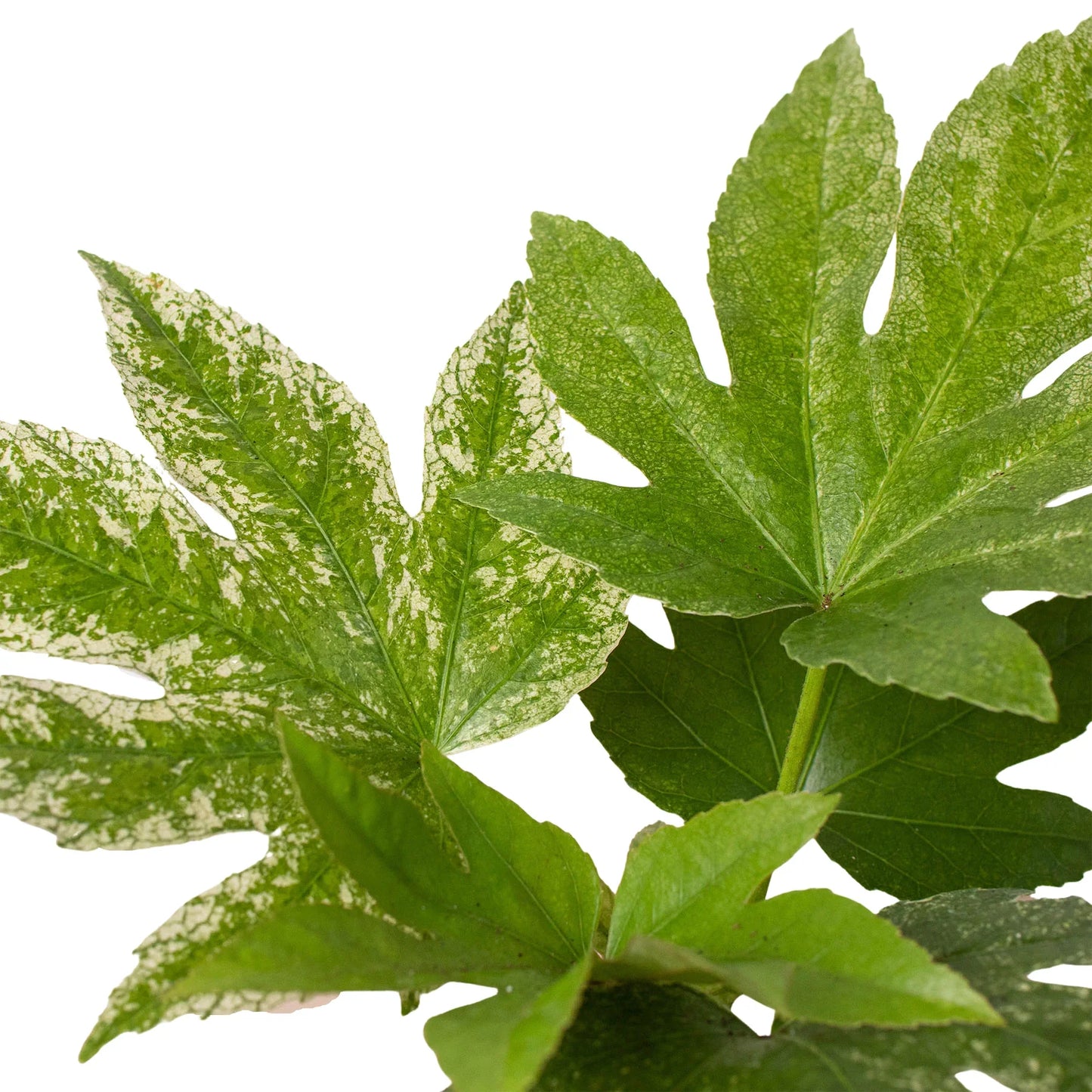 Fatsia Spider's Web