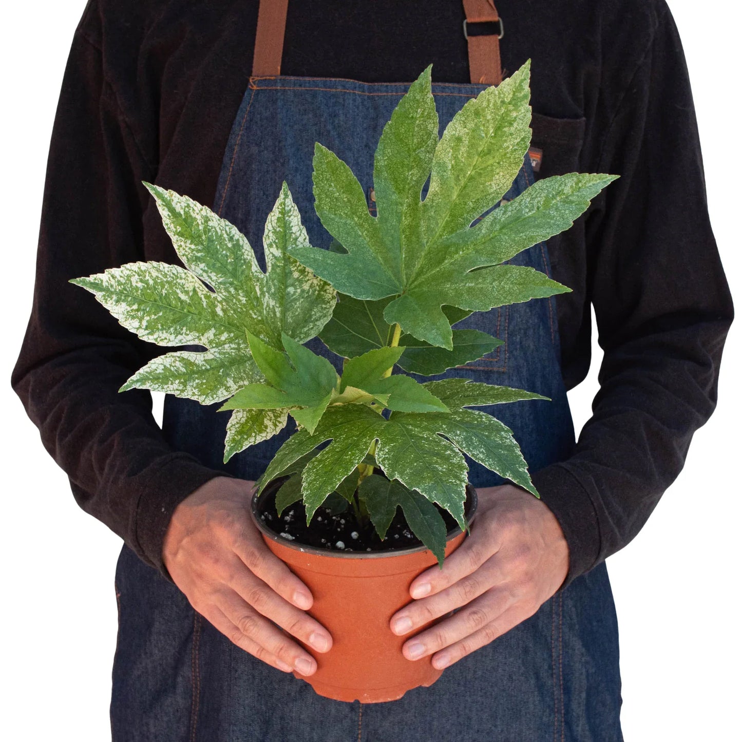 Fatsia Spider's Web
