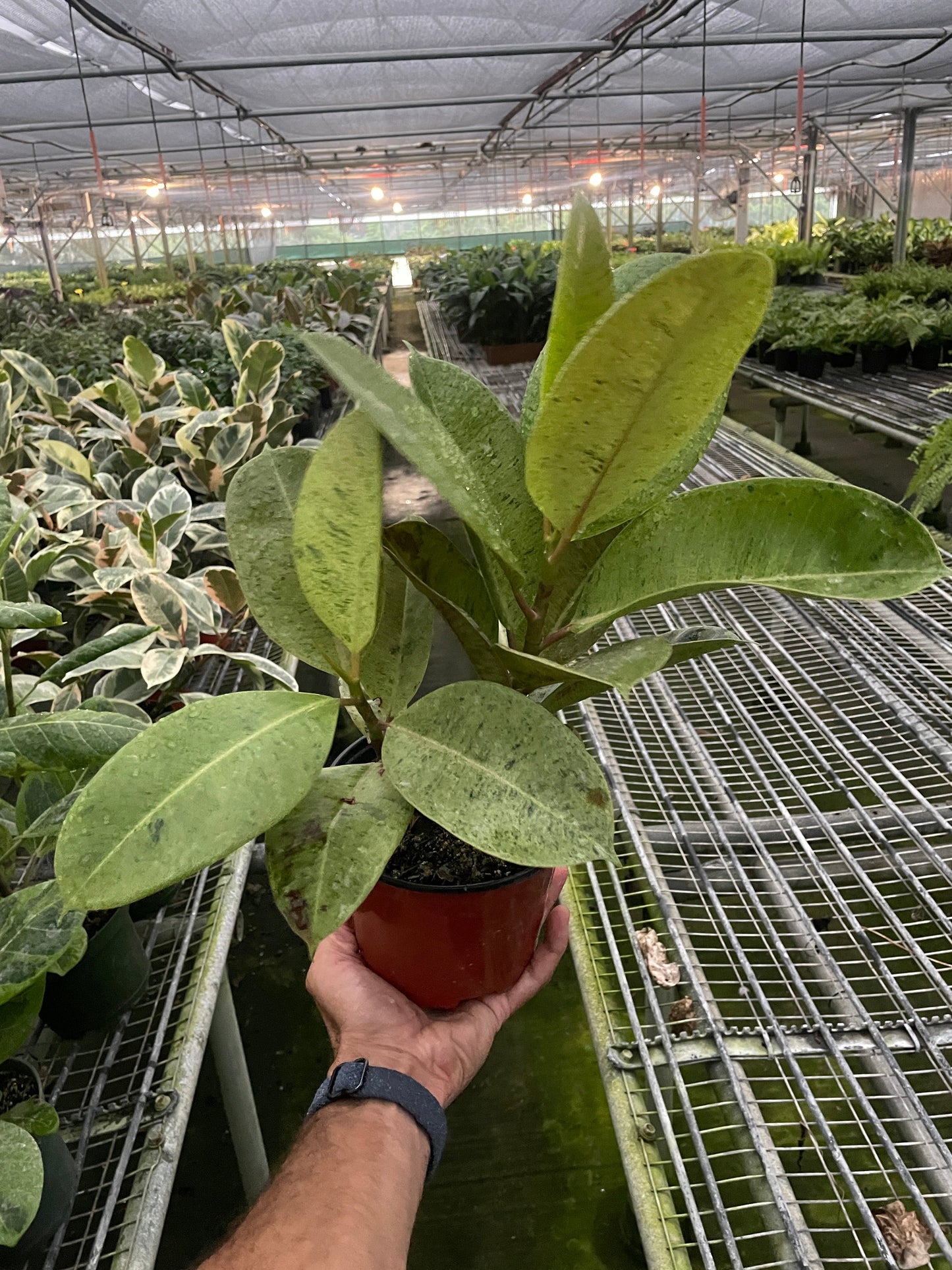 Ficus Moonshine