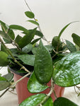 Hoya Black Margin