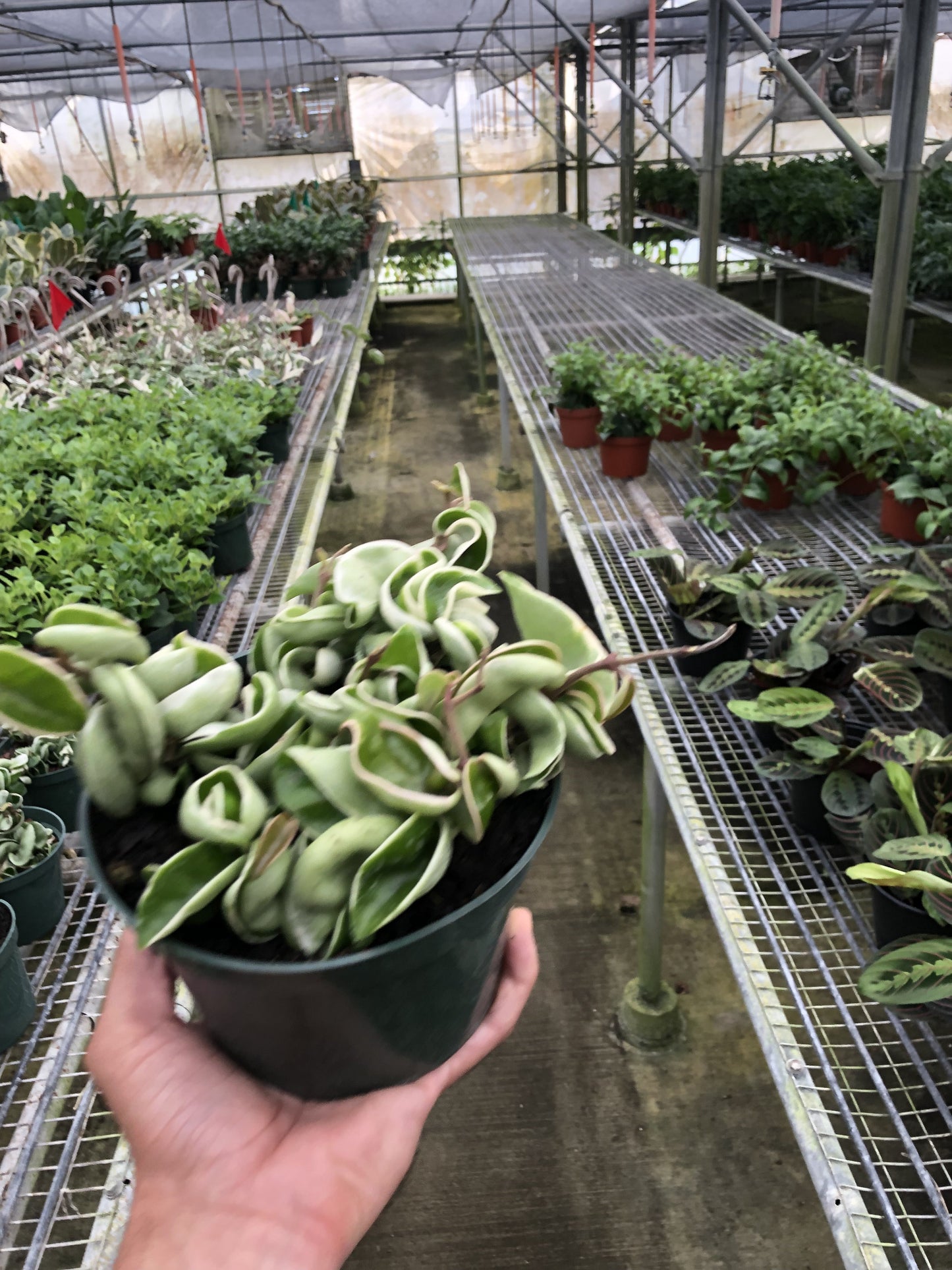Hoya Rope Plant Variegated
