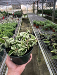 Hoya Rope Plant Variegated