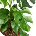 Mini Monstera