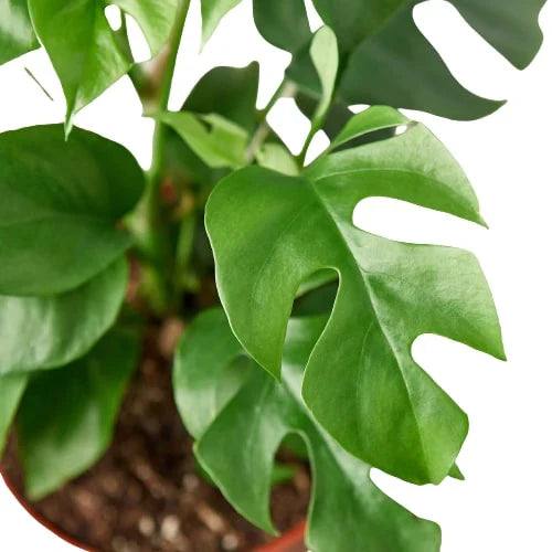 Mini Monstera