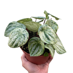 Peperomia Watermelon Variegated