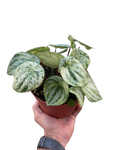 Peperomia Watermelon Variegated