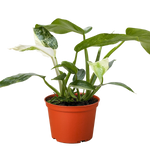 Philodendron Jose Bueno