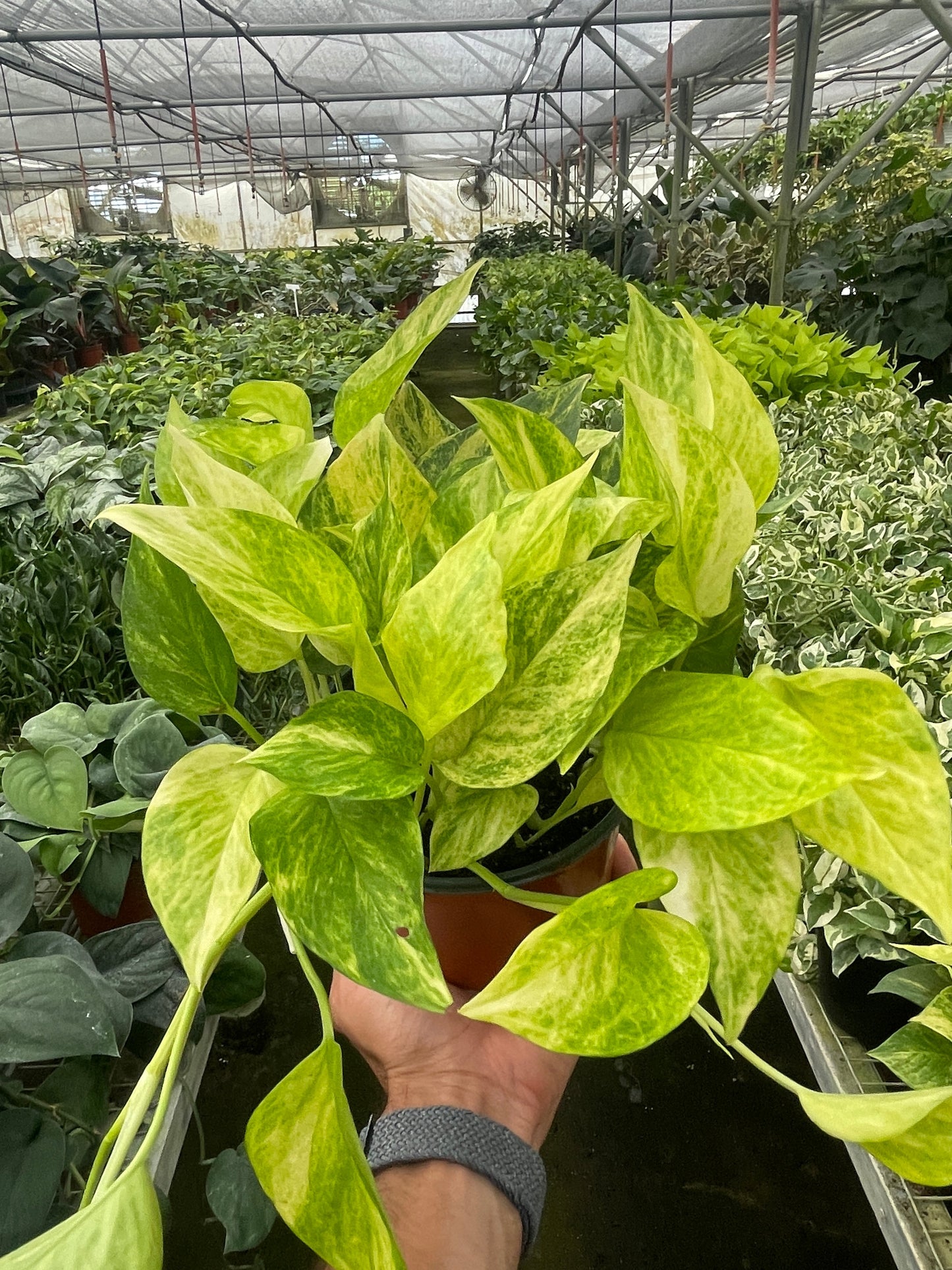 Pothos Neon Queen