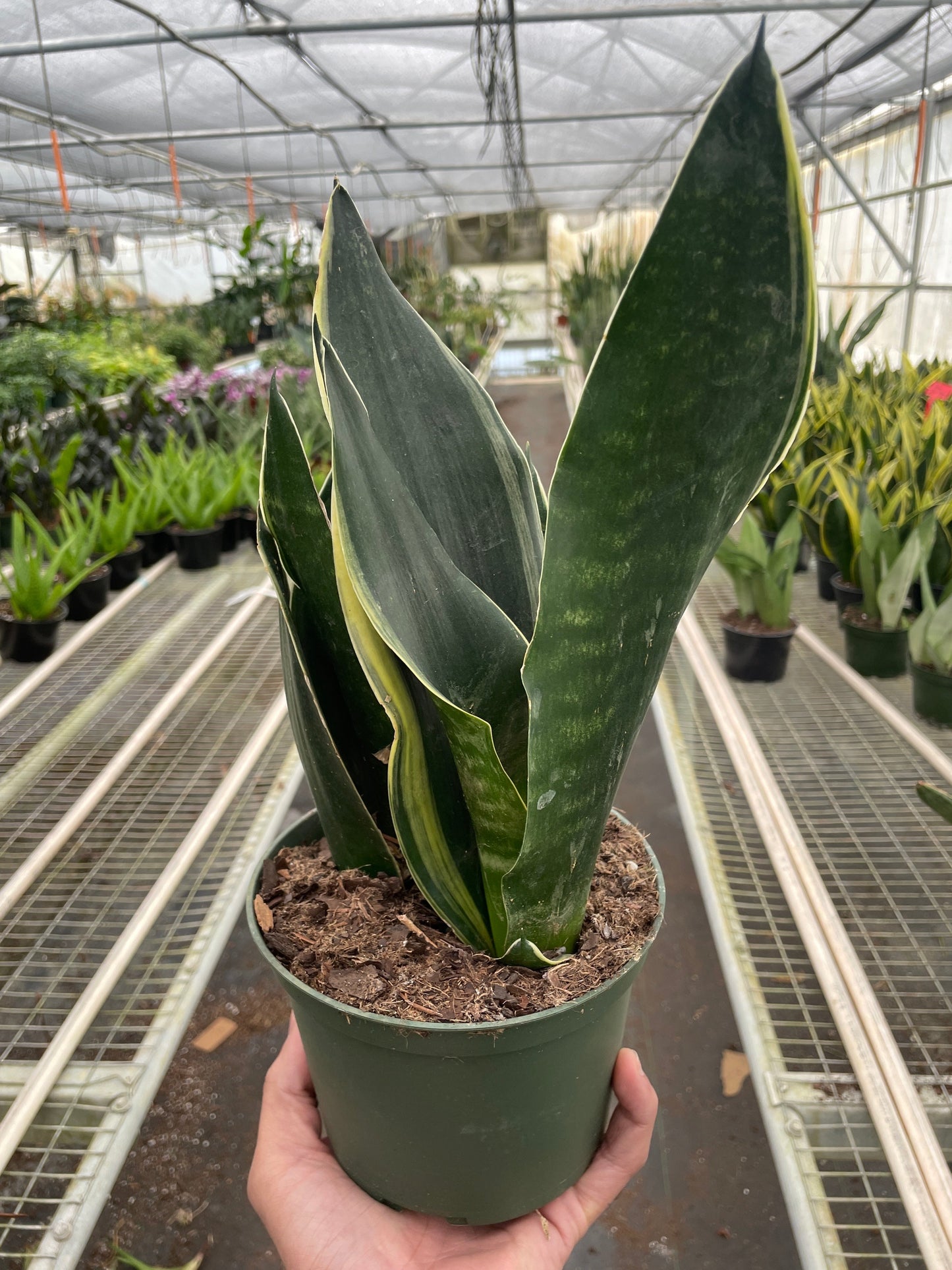 Snake Fabi Plant