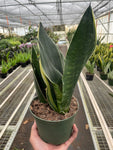 Snake Fabi Plant