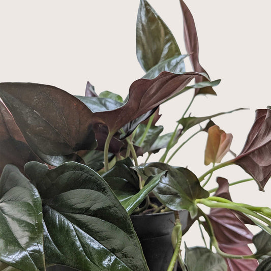 Syngonium Red Arrow