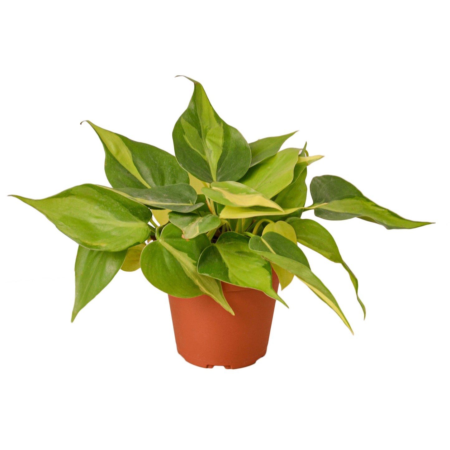 Philodendron Brasil