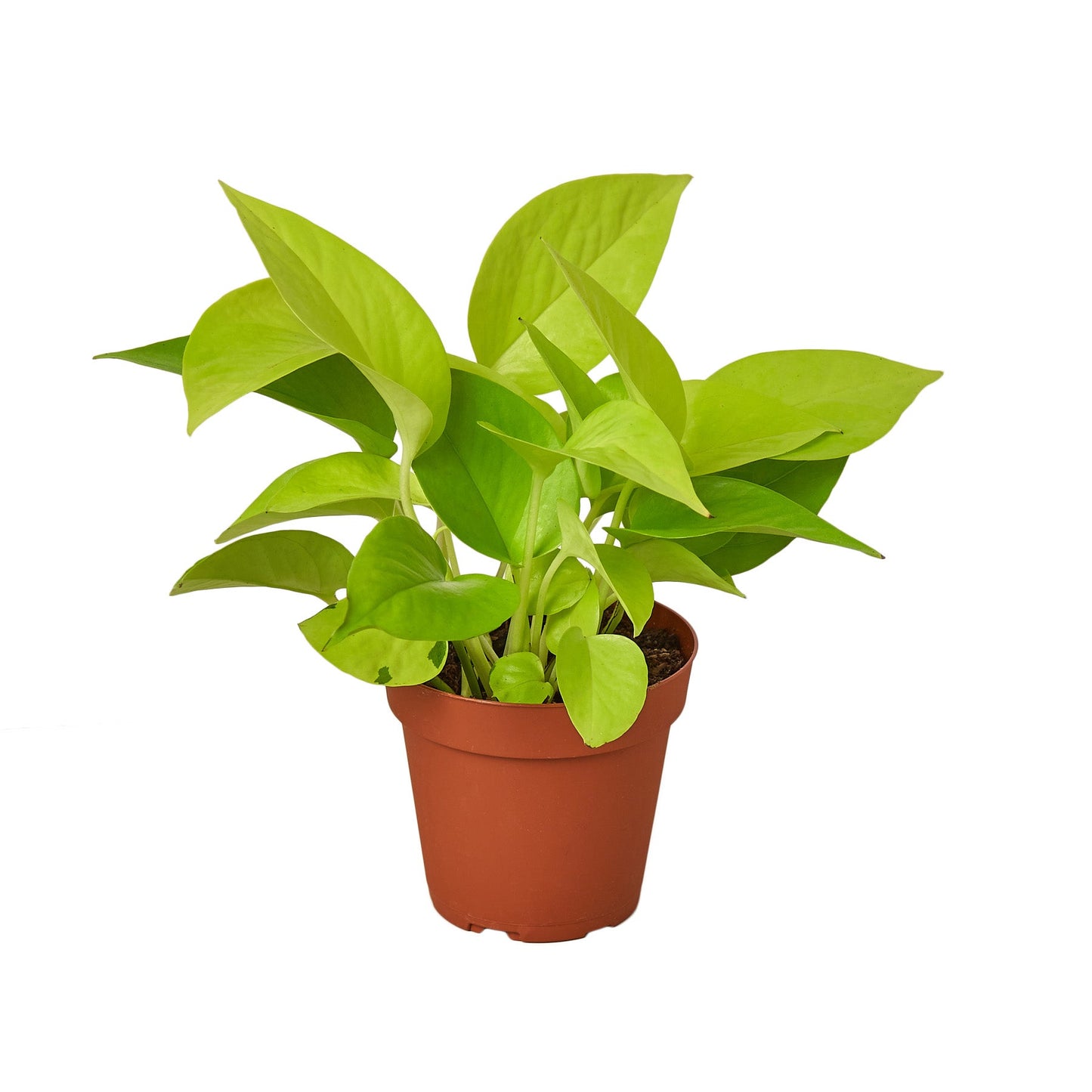 Neon Pothos Plant