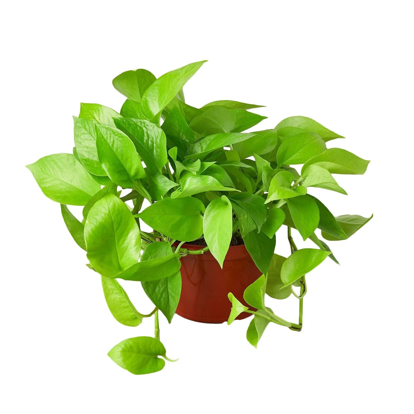 Neon Pothos Plant