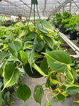 Philodendron Brasil