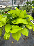 Neon Pothos Plant