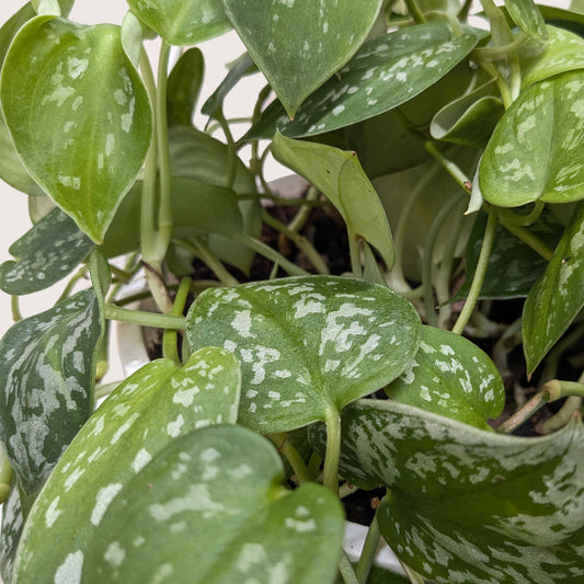 Satin Pothos