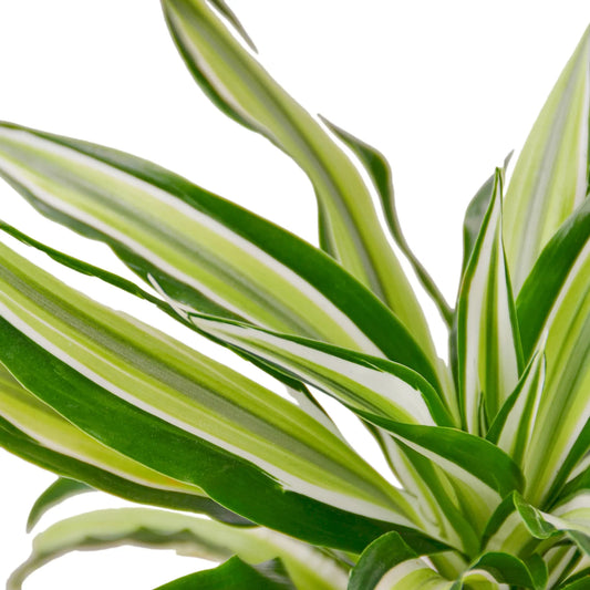 Dracaena Malaika