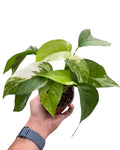 Albo Pothos For Sale