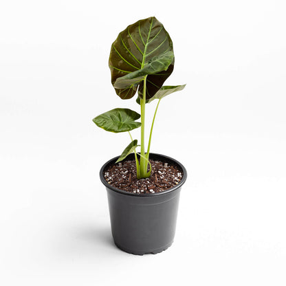 Alocasia Regal Shield